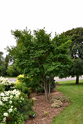 Korean Maple (Acer pseudosieboldianum) at Parkland Garden Centre
