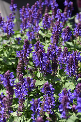 Blue Marvel Meadow Sage (Salvia nemorosa 'Blue Marvel') at Parkland Garden Centre