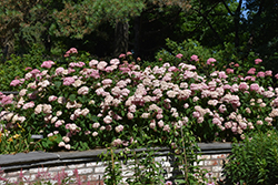 Invincibelle Spirit Smooth Hydrangea (Hydrangea arborescens 'NCHA1') at Parkland Garden Centre