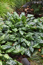 Sissinghurst White Lungwort (Pulmonaria 'Sissinghurst White') at Parkland Garden Centre