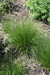 Tara Dropseed (Sporobolus heterolepis 'Tara') at Parkland Garden Centre