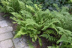 Lady in Red Fern (Athyrium filix-femina 'Lady in Red') at Parkland Garden Centre