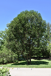 Laurel Leaf Willow (Salix pentandra) at Parkland Garden Centre
