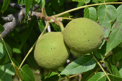 Black Walnut (Juglans nigra) at Parkland Garden Centre