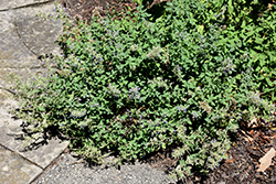 Dawn To Dusk Catmint (Nepeta grandiflora 'Dawn To Dusk') at Parkland Garden Centre