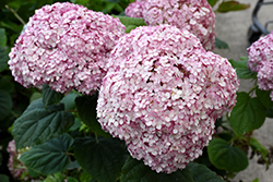 Invincibelle Spirit II Hydrangea (Hydrangea arborescens 'NCHA2') at Parkland Garden Centre