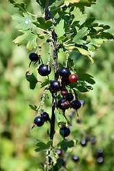 Black Currant (Ribes nigrum) at Parkland Garden Centre