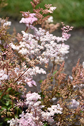 Kahome Meadowsweet (Filipendula 'Kahome') at Parkland Garden Centre