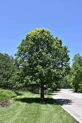 Bur Oak (Quercus macrocarpa) at Parkland Garden Centre