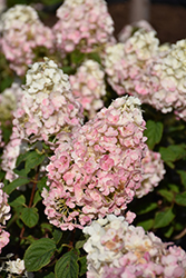 Strawberry Sundae Hydrangea (Hydrangea paniculata 'Rensun') at Parkland Garden Centre