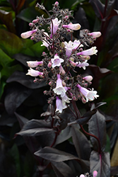 Dark Towers Beard Tongue (Penstemon 'Dark Towers') at Parkland Garden Centre