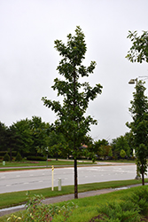 Urban Pinnacle Bur Oak (Quercus macrocarpa 'JFS-KW3') at Parkland Garden Centre