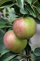 Urban Apple Blushing Delight Columnar Apple (Malus 'UEB 3727-4') at Parkland Garden Centre