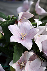 Fuji Pink Balloon Flower (Platycodon grandiflorus 'Fuji Pink') at Parkland Garden Centre