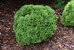 Tater Tot Arborvitae (Thuja occidentalis 'SMNTOBAB') at Parkland Garden Centre