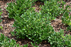 Low Scape Hedger Aronia (Aronia melanocarpa 'UCONNAM166') at Parkland Garden Centre