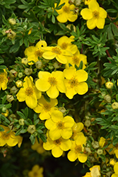 Happy Face Yellow Potentilla (Potentilla fruticosa 'Lundy') at Parkland Garden Centre