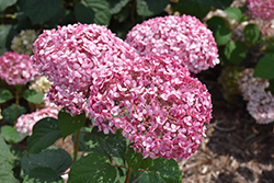 Invincibelle Spirit II Hydrangea (Hydrangea arborescens 'NCHA2') at Parkland Garden Centre