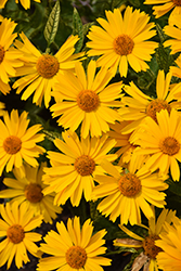 Sunstruck False Sunflower (Heliopsis helianthoides 'Sunstruck') at Parkland Garden Centre