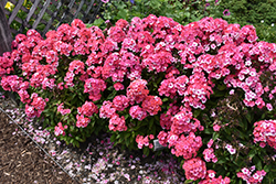 Garden Girls Glamour Girl Garden Phlox (Phlox paniculata 'Glamour Girl') at Parkland Garden Centre