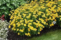 Tuscan Sun False Sunflower (Heliopsis helianthoides 'Tuscan Sun') at Parkland Garden Centre