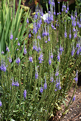 Blue Skywalker Speedwell (Veronica 'Blue Skywalker') at Parkland Garden Centre