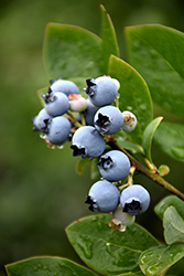 Northblue Blueberry (Vaccinium 'Northblue') at Parkland Garden Centre