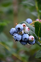 Chippewa Blueberry (Vaccinium 'Chippewa') at Parkland Garden Centre