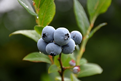 Northsky Blueberry (Vaccinium 'Northsky') at Parkland Garden Centre