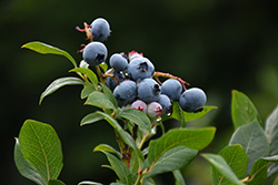 Northland Blueberry (Vaccinium corymbosum 'Northland') at Parkland Garden Centre
