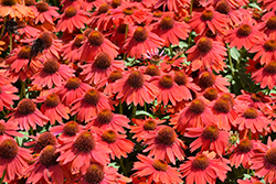 Sombrero Salsa Red Coneflower (Echinacea 'Balsomsed') at Parkland Garden Centre