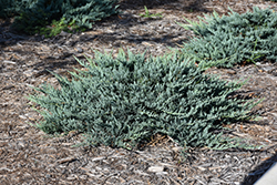 Blue Chip Juniper (Juniperus horizontalis 'Blue Chip') at Parkland Garden Centre