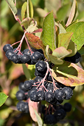 Viking Chokeberry (Aronia x prunifolia 'Viking') at Parkland Garden Centre