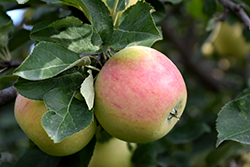 Goodland Apple (Malus 'Goodland') at Parkland Garden Centre