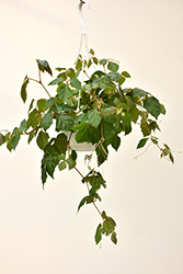 Grape Ivy (Cissus rhombifolia) at Parkland Garden Centre