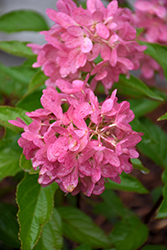 Zinfin Doll Hydrangea (Hydrangea paniculata 'SMNHPRZEP') at Parkland Garden Centre