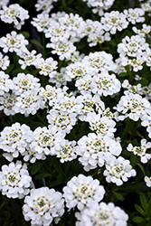 Purity Candytuft (Iberis sempervirens 'Purity') at Parkland Garden Centre