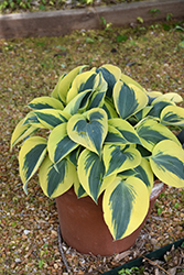 Shadowland Autumn Frost Hosta (Hosta 'Autumn Frost') at Parkland Garden Centre