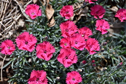 Paint The Town Magenta Pinks (Dianthus 'Paint The Town Magenta') at Parkland Garden Centre