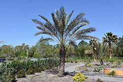 Date Palm (Phoenix dactylifera) at Parkland Garden Centre