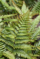 Autumn Fern (Dryopteris erythrosora) at Parkland Garden Centre