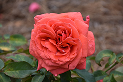 Fragrant Cloud Rose (Rosa 'Fragrant Cloud') at Parkland Garden Centre