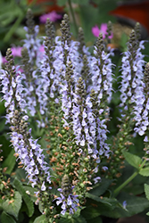 Bumblesky Meadow Sage (Salvia nemorosa 'Bumblesky') at Parkland Garden Centre