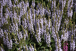 Bumblesky Meadow Sage (Salvia nemorosa 'Bumblesky') at Parkland Garden Centre