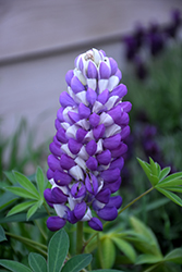 Mini Gallery Blue Bicolor Lupine (Lupinus 'Mini Gallery Blue Bicolor') at Parkland Garden Centre