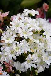 Elise Mixed Bitterroot (Lewisia cotyledon 'Elise') at Parkland Garden Centre