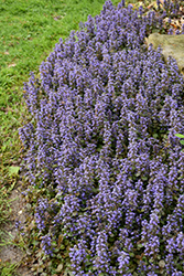 Caitlin's Giant Bugleweed (Ajuga reptans 'Caitlin's Giant') at Parkland Garden Centre