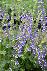 Color Spires Azure Snow Sage (Salvia 'Azure Snow') at Parkland Garden Centre