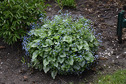 Sea Heart Bugloss (Brunnera macrophylla 'Sea Heart') at Parkland Garden Centre