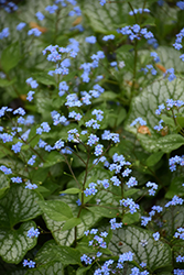 Sea Heart Bugloss (Brunnera macrophylla 'Sea Heart') at Parkland Garden Centre